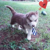 AKC OFA Red/white, a male Siberian Husky for sale in Anderson, SC – 7 of 10