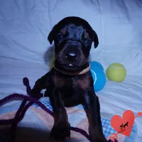AKC Euro OFA & Embark, a male Doberman Pinscher for sale in Anderson, SC – 5 of 10