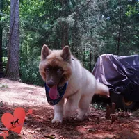 AKC Embark & OFA Parents, a male Siberian Husky for sale in Anderson, SC – 8 of 10