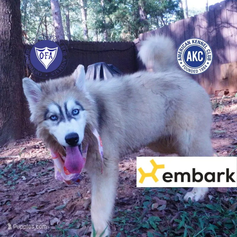 Embark, AKC, & OFA – Siberian Husky puppy for sale in Anderson, SC