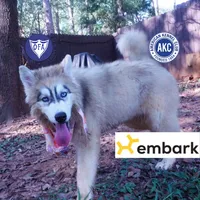 Embark, AKC, & OFA, a female Siberian Husky for sale in Anderson, SC – 1 of 8