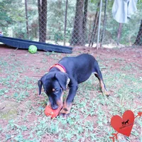 AKC Euro OFA & Embark - Hakoda, a male Doberman Pinscher for sale in Anderson, SC – 8 of 10