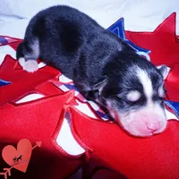 OFA & Embark Tested - Luffy, a male Siberian Husky for sale in Anderson, SC – 2 of 10