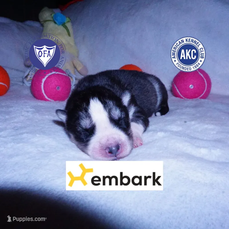 Black/white AKC OFA Embark – Siberian Husky puppy for sale in Anderson, SC