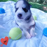 AKC OFA Embark Parents, a male Siberian Husky for sale in Anderson, SC – 5 of 10