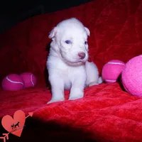 Solid White Female AKC OFA, a female Siberian Husky for sale in Anderson, SC – 5 of 10
