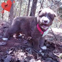 Solid Brown Ready Mid October , a female Siberian Husky for sale in Anderson, SC – 2 of 10
