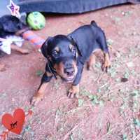 AKC Euro OFA & Embark - Huu, a male Doberman Pinscher for sale in Anderson, SC – 8 of 10