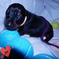 AKC Euro OFA & Embark, a male Doberman Pinscher for sale in Anderson, SC – 4 of 10