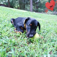 Champion & Full Euro AKC, a female Doberman Pinscher for sale in Anderson, SC – 6 of 10