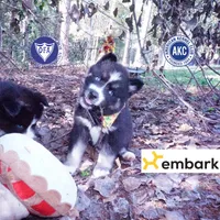 Health Tested Parents - Cyclops, a male Siberian Husky for sale in Anderson, SC – 1 of 10
