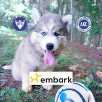 Embark, AKC, & OFA, a female Siberian Husky for sale in Anderson, SC – 1 of 10
