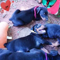 AKC Euro OFA & Embark - Huu, a male Doberman Pinscher for sale in Anderson, SC – 5 of 10