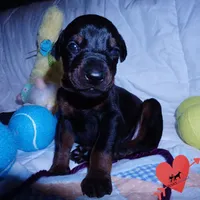 AKC Euro OFA & Embark, a male Doberman Pinscher for sale in Anderson, SC – 2 of 10