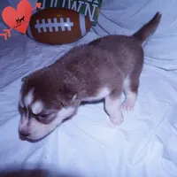 Red/white Ready mid October, a female Siberian Husky for sale in Anderson, SC – 3 of 10
