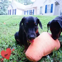 Ears Cropped - Full Euro, a female Doberman Pinscher for sale in Anderson, SC – 7 of 10