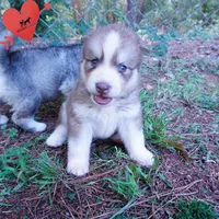 OFA & Embark - Carrot, a male Siberian Husky for sale in Anderson, SC – 6 of 10
