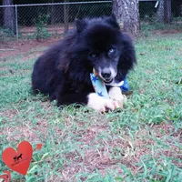 AKC Solid Black Trained, a male Siberian Husky for sale in Anderson, SC – 3 of 6
