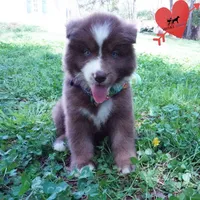 AKC OFA Brown/white, a male Siberian Husky for sale in Anderson, SC – Photo 2 of 10