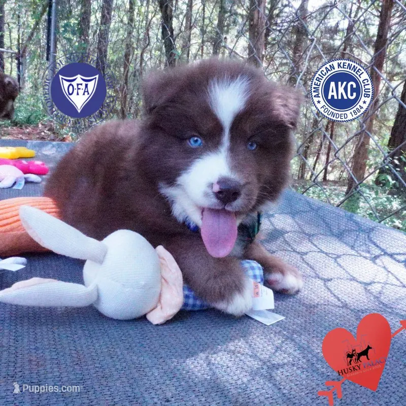 AKC OFA Brown/white – Siberian Husky puppy for sale in Anderson, SC