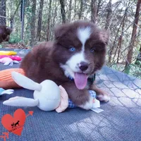 AKC OFA Brown/white, a male Siberian Husky for sale in Anderson, SC – Photo 8 of 10