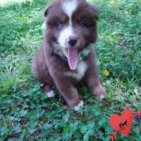 AKC OFA Brown/white, a male Siberian Husky for sale in Anderson, SC – Photo 4 of 10