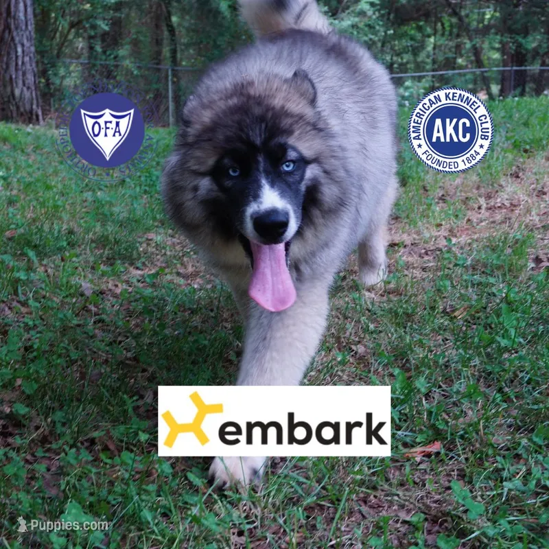 AKC Agouti Embark & OFA Parents – Siberian Husky puppy for sale in Anderson, SC