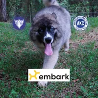 AKC Agouti Embark & OFA Parents, a female Siberian Husky for sale in Anderson, SC – 1 of 10