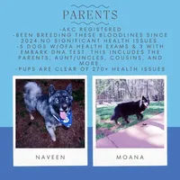 Ready mid October, a  Siberian Husky for sale in Anderson, SC – 1 of 10