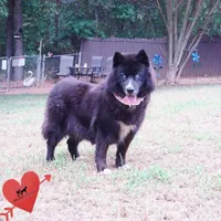 AKC OFA Solid Black - Raven, a female Siberian Husky for sale in Anderson, SC – 6 of 10