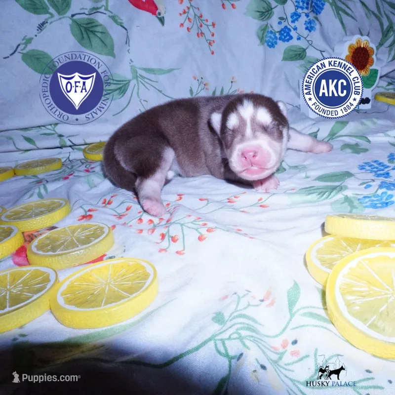 Red/white Ready mid October – Siberian Husky puppy for sale in Anderson, SC