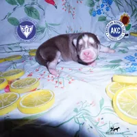 Red/white Ready mid October, a female Siberian Husky for sale in Anderson, SC – 1 of 8