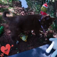 AKC Solid Brown OFA, a female Siberian Husky for sale in Anderson, SC – 6 of 10
