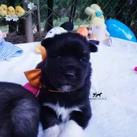 AKC Solid Black OFA & Embark, a female Siberian Husky for sale in Anderson, SC – 8 of 10