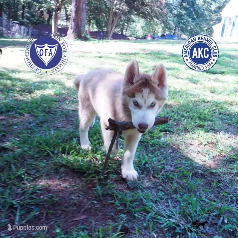 AKC OFA Red/white – Siberian Husky puppy for sale in Anderson, SC