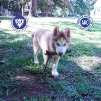 AKC OFA Red/white, a male Siberian Husky for sale in Anderson, SC – 1 of 10