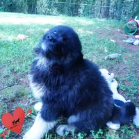 AKC Black/white OFA & Embark, a female Siberian Husky for sale in Anderson, SC – 8 of 10