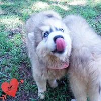 Embark, AKC, & OFA, a female Siberian Husky for sale in Anderson, SC – 4 of 10