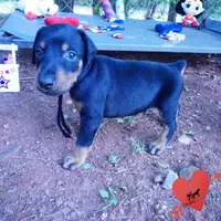 AKC Euro OFA & Embark - Amon, a male Doberman Pinscher for sale in Anderson, SC – 2 of 10