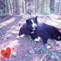 Iceman - Black/white, a male Siberian Husky for sale in Anderson, SC – 4 of 10