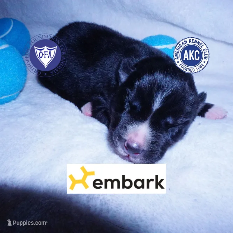Solid Black AKC OFA Embark – Siberian Husky puppy for sale in Anderson, SC