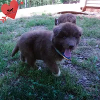 Solid Brown OFA AKC, a male Siberian Husky for sale in Anderson, SC – Photo 4 of 10