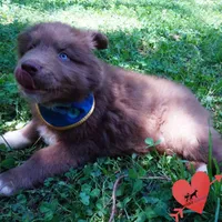 Solid Brown OFA AKC, a male Siberian Husky for sale in Anderson, SC – Photo 8 of 10