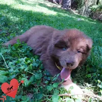 Solid Brown OFA AKC, a male Siberian Husky for sale in Anderson, SC – Photo 6 of 10