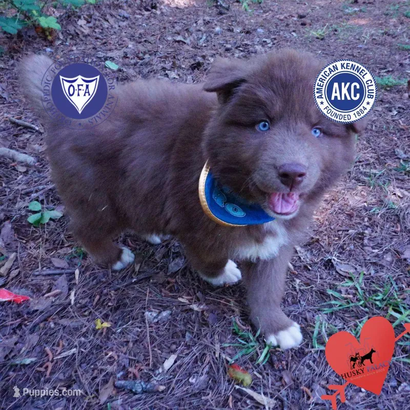 Solid Brown OFA AKC – Siberian Husky puppy for sale in Anderson, SC