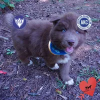 Solid Brown OFA AKC, a male Siberian Husky for sale in Anderson, SC – Photo 1 of 10