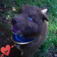 Solid Brown OFA AKC, a male Siberian Husky for sale in Anderson, SC – Photo 5 of 10