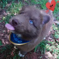 Solid Brown OFA AKC, a male Siberian Husky for sale in Anderson, SC – Photo 2 of 10