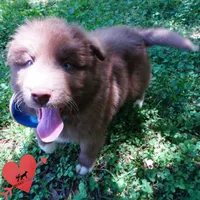 Solid Brown OFA AKC, a male Siberian Husky for sale in Anderson, SC – Photo 7 of 10