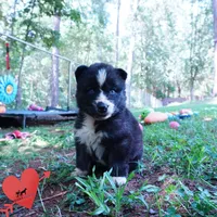 Agouti AKC  OFA & Embark, a female Siberian Husky for sale in Anderson, SC – 9 of 10
